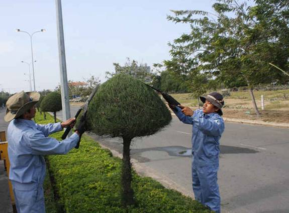 Dịch vụ cắt tỉa cây